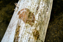 Footprint On A Dead Tree
