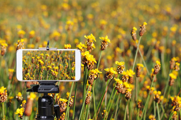 Poster - Phone on tripod Flower Photography