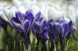 krokusy fioletowe w zbliżeniu na rozmytym tle białych krokusów, przedwiośnie w ogrodzie, pierwsze wiosenne kwiaty