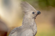 African Grey Go-Away Bird portrait