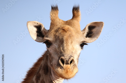 Zdjęcie XXL portret żyrafy