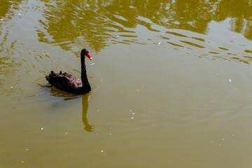 Poster - Black swan swimming on the lake surface