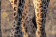 Giraffe legs isolated