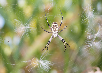 Wasp spider - Argiope bruennichi, photographed in Serbia.