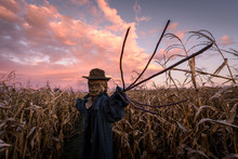 Scary Scarecrow In A Hat On A Cornfield In Orange Sunset Background. Halloween Holiday Concept