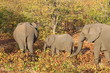 Elefanten familie