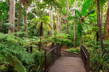 Fern Gully In The Royal Botanic Gardens Of Melbourne