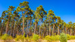 Panoramic view of wild pine tree forest at Autumn near Magdeburg, Germany