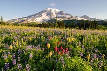 Wildflowers In Summer At Mount Rainier