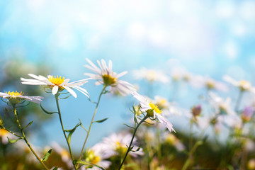 Wall Mural - Chamomiles in the morning blue light. Macro. Camomile flowers on a summer meadow surrounded by soft light. Wildflowers on a blurry bokeh background.