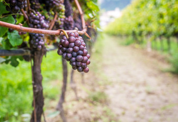 Pinot Grigio grape variety. Pinot Grigio is a white wine grape variety that is made from grapes with grayish, white red, and or purple skins. Trentino Alto Adige, Italy. Guyot Vine Training System