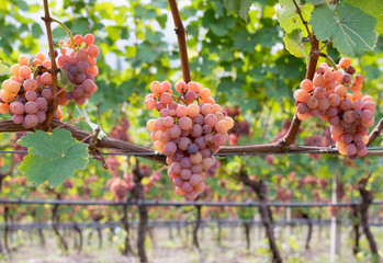 gewurztraminer grape variety.The origins of gewurztraminer seem to be found in the Alto Adige region of Italy and focus on the village of Tramin in the Tyrollean Alps. Guyot Vine Training System