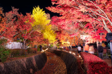 maple corridor in autumn season on tradition festival