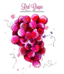 Wall Mural - Red Grapes watercolor Vector. Painted splash style illustrations