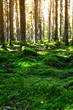 Magic morning forest with a soft carpet of moss in the north of the Khabarovsk region of Russia