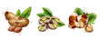 Nuts set watercolor Vector. Pistachio, hazelnut and peanuts illustrations