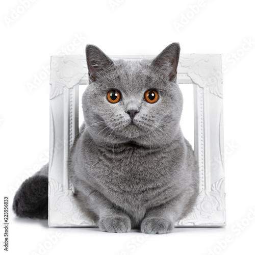 Sweet Young Adult Solid Blue British Shorthair Cat Kitten Laying