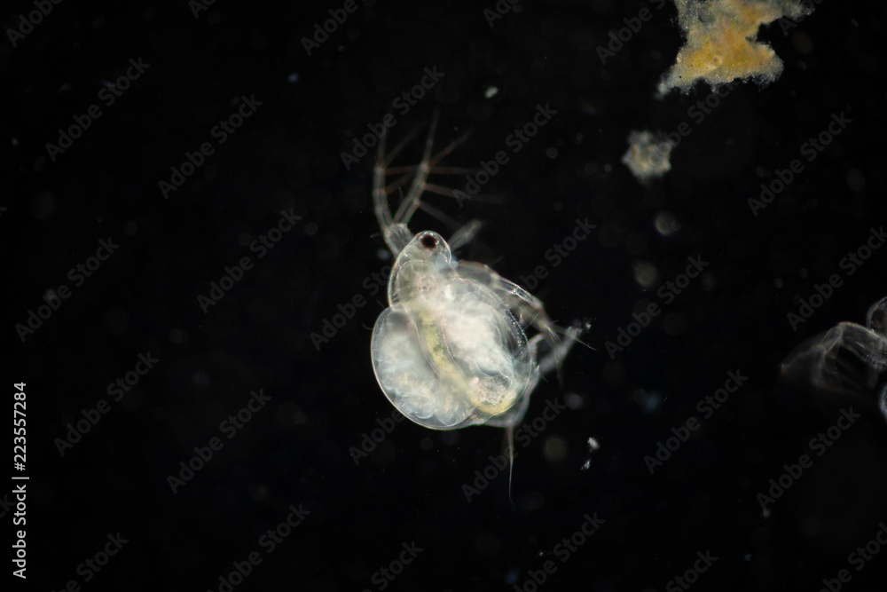 The Cladocera are an order of small crustaceans commonly called water ...