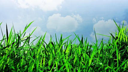 Wall Mural - Green grass background texture.