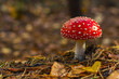 fly agaric.mushroom in forests.