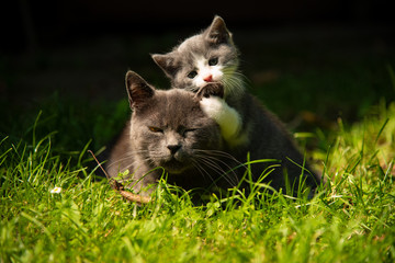 Cat with the baby kitten on grass