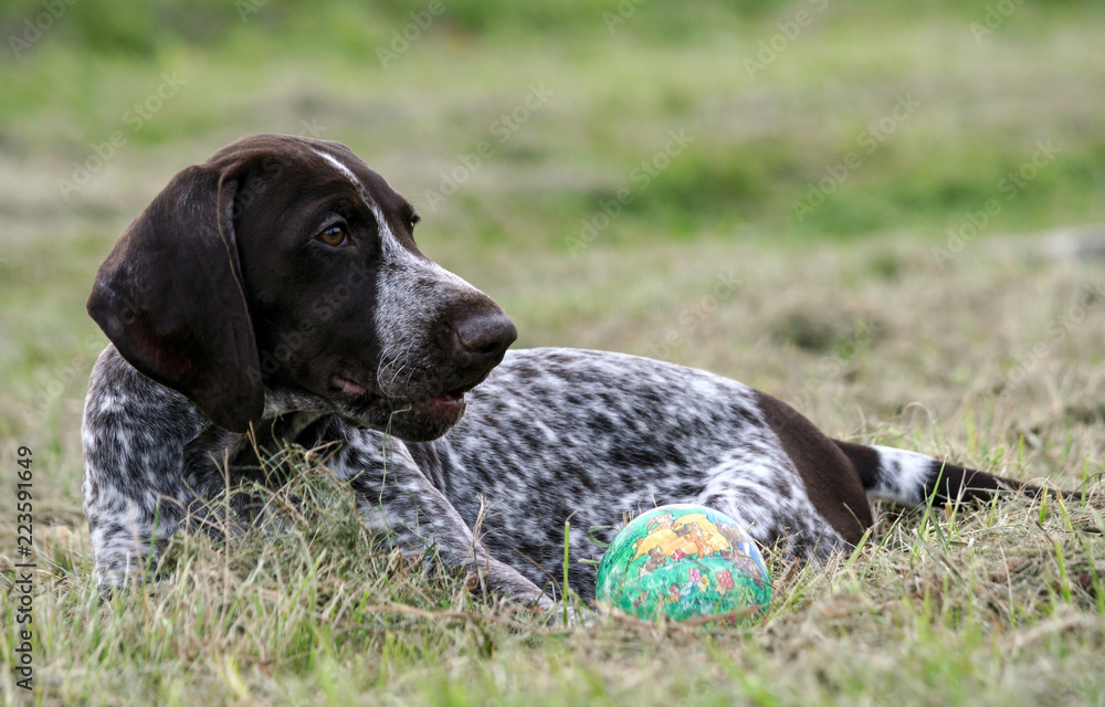 Photo Art Print German Shorthaired Pointer Kurtshaar One Brown