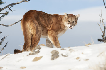 Wall Mural - growling cougar in winter