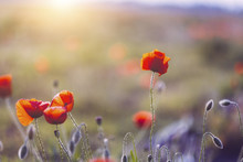 Close Up Of Poppies Blooming During Sunset
