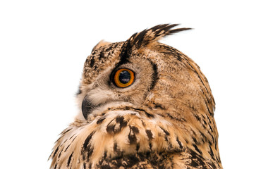 Wall Mural - Head of adult Eurasian eagle owl, isolated on white background. The horned owl. Side view.