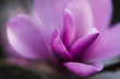 © Cavan Images - Close up of purple flower blooming outdoors