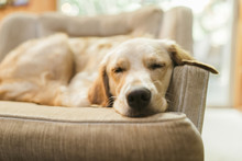 Close-up Of Dog Sleeping On Sofa At Home