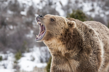 angry grizzly bear
