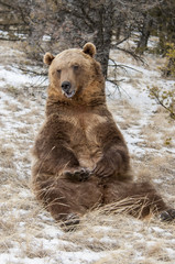 Wall Mural - grizzly sitting by tree