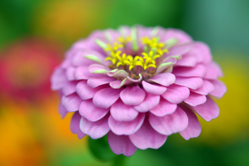 Wall Mural - Zinnia flower