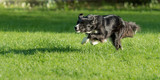 Fototapeta Psy - Border Collie - dog runs fast over a green meadow in summer