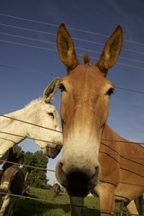 mule, mules and donkeys are great farm work animals