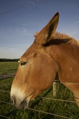 mule, mules and donkeys are great farm work animals