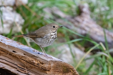 Wall Mural - Hermit thrush on log near Capulin Spring, Cibola National Forest, Sandia Mountains, New Mexico