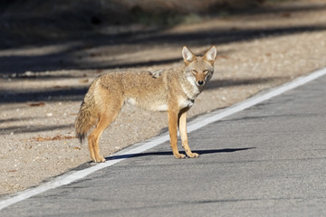 Coyote at the California mountains