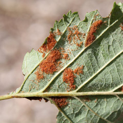 Erineum galls caused by mites Acalitus phyllereus on green leaf of Alnus incana or Grey alder