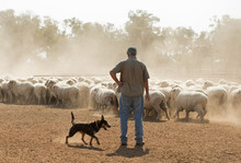 Sheep Mustering In Outback New South Wales, Australia.