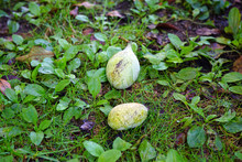 Fruit Of The Common Pawpaw (asimina Triloba) Fallen From A Tree 