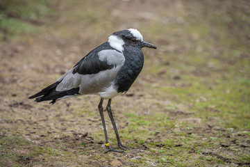 Aufkleber - A blacksmith plover standing on clear ground. The portrait of this black and white bird is facing right 