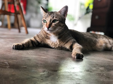 Lazy Cat Sleeping On The Cement Floor, Relaxing Time , Thai Cat On The House,A Tiger (tabby) Cat Relaxing Looking Outside.