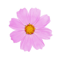 Wall Mural - cosmos flower