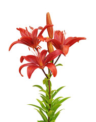 Wall Mural - lily flower