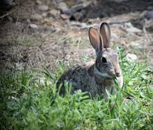 Bunny Rabbit Eating Blade Of Grass