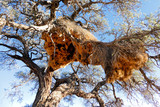 Fototapeta Sawanna - nest of weavers in Namibia