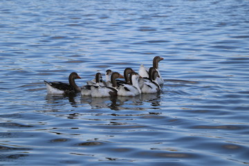 Wall Mural - .a flock of geese walk on the shore and bathe in a clean autumn lake. agricultural domesticated waterfowl for a walk.