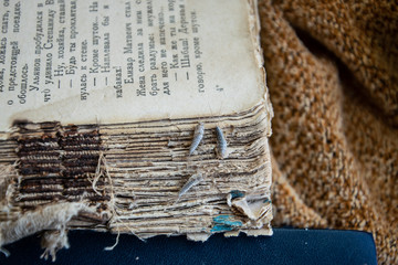 Silverfish three pieces on the torn cover of an old book. Insect feeding on paper - silverfish. Pest books and newspapers.